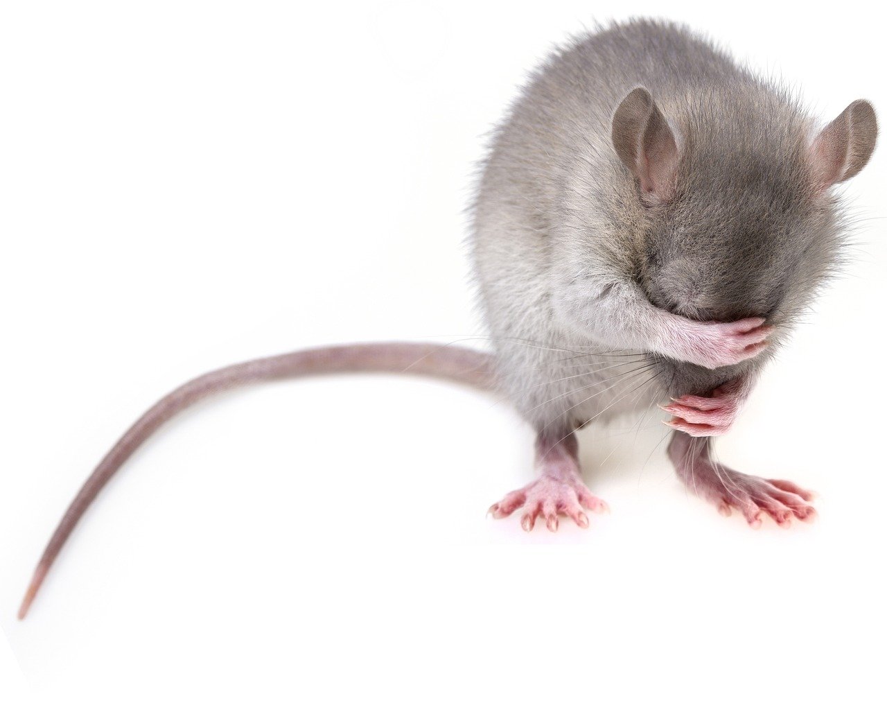 animal:yzozt5bfcfa= mouse