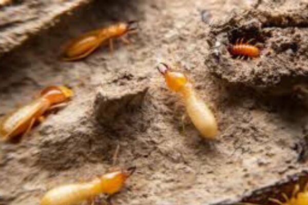 Termite Control