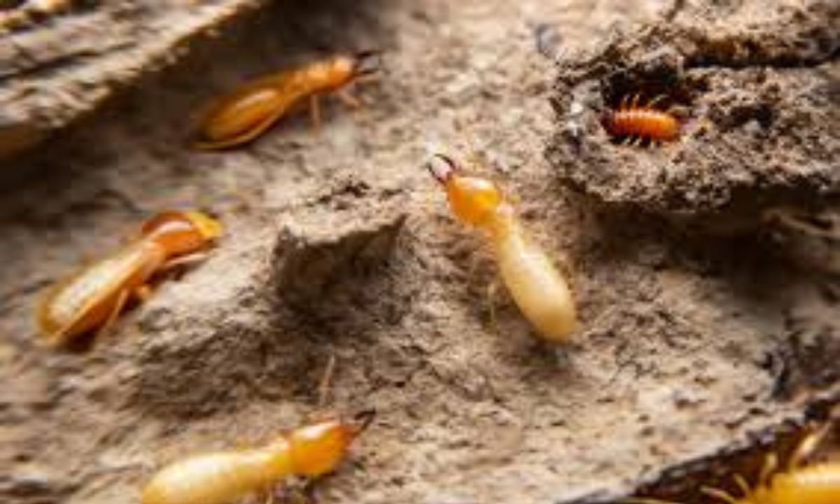 Termite Control