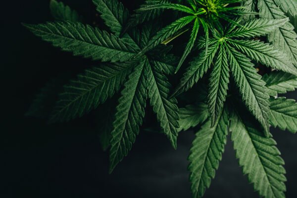 The Rise of Designer Cannabis: A Comprehensive Look at Unicorn Runtz