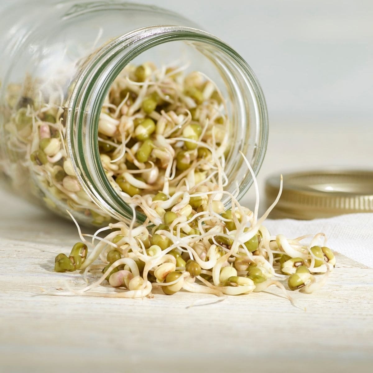 Bean Sprouts